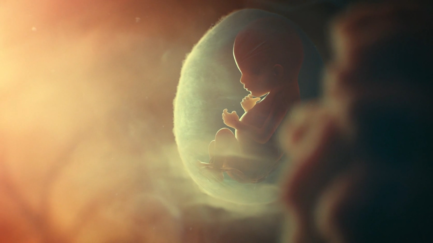 胎儿三维动画